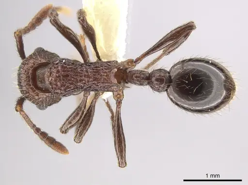 Myrmica mexicana - CASENT0631893