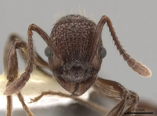 Myrmica mexicana - CASENT0631893