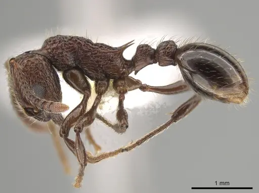 Myrmica mexicana - CASENT0631893