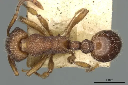 Myrmica mexicana - CASENT0900346