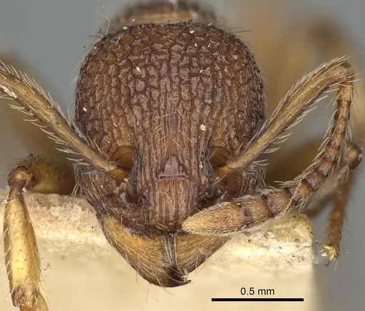 Myrmica mexicana - CASENT0900346