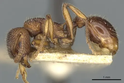 Myrmica mexicana - CASENT0900346