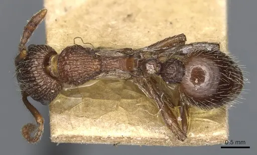 Myrmica mexicana - CASENT0904083