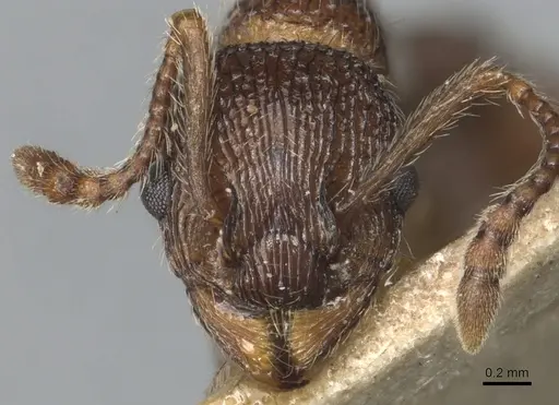 Myrmica mexicana - CASENT0904083