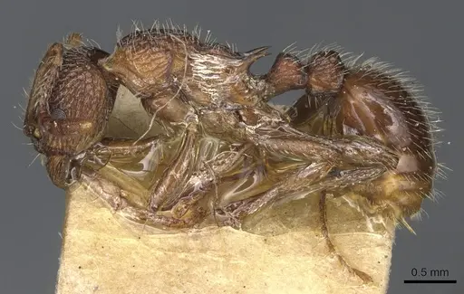 Myrmica mexicana - CASENT0904083