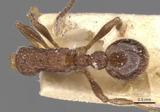 Myrmica mexicana - CASENT0907625