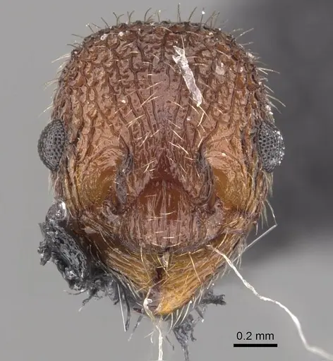 Myrmica mexicana - CASENT0907625