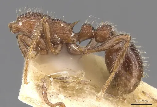 Myrmica mexicana - CASENT0907625