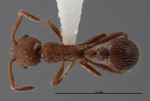 Myrmica mexicana - FMNHINS0000062747