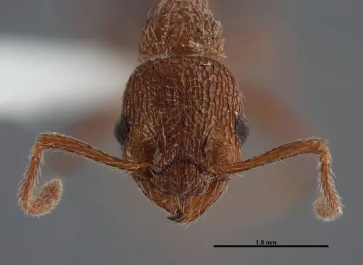 Myrmica mexicana - FMNHINS0000062747