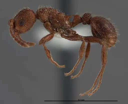 Myrmica mexicana - FMNHINS0000062747