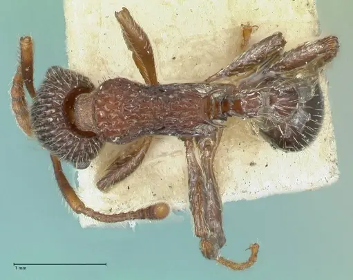 Myrmica mexicana - FOCOL1207