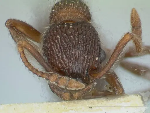 Myrmica mexicana - FOCOL1207