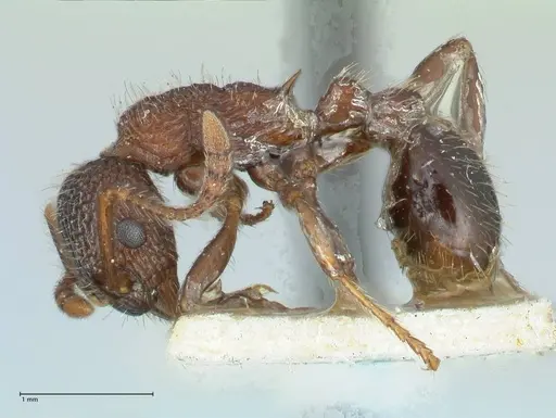 Myrmica mexicana - FOCOL1207