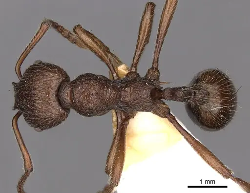 Myrmica mirabilis specimen