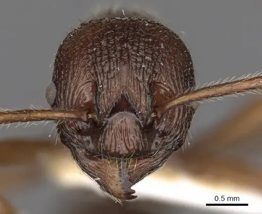 Myrmica mirabilis specimen