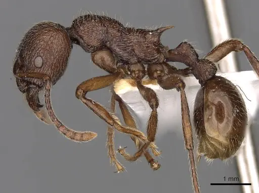 Myrmica mirabilis specimen