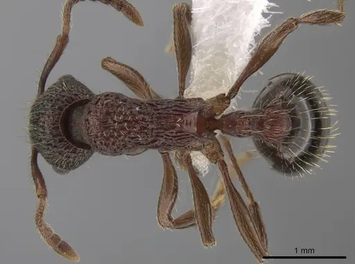 Myrmica monticola specimen