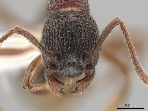 Myrmica monticola specimen