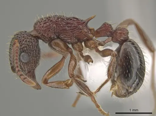 Myrmica monticola specimen