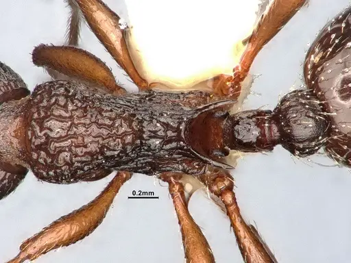 Myrmica monticola - CASENT4031388