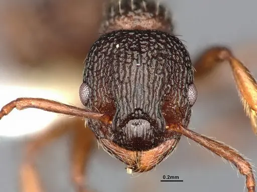Myrmica monticola - CASENT4031388