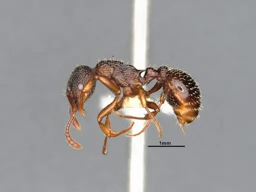 Myrmica monticola - CASENT4031388