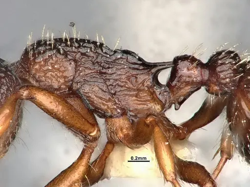 Myrmica monticola - CASENT4031388