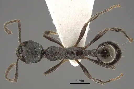 Myrmica multiplex specimen