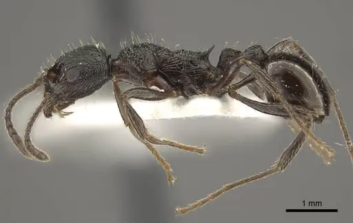 Myrmica multiplex specimen
