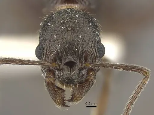 Myrmica multiplex - CASENT0917714