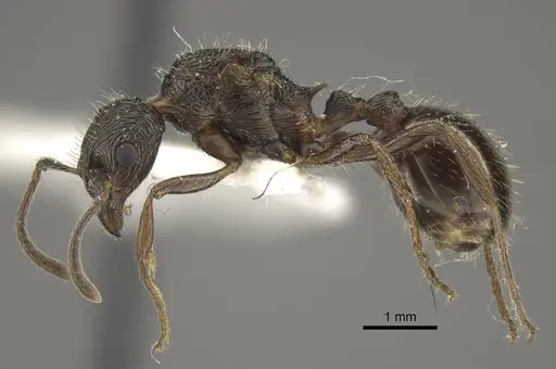 Myrmica multiplex - CASENT0917714