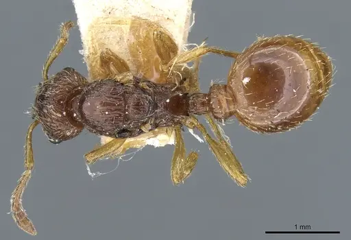 Myrmica myrmicoxena specimen