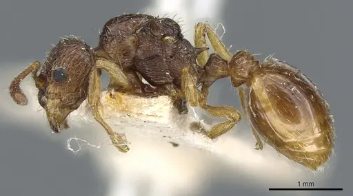 Myrmica myrmicoxena specimen