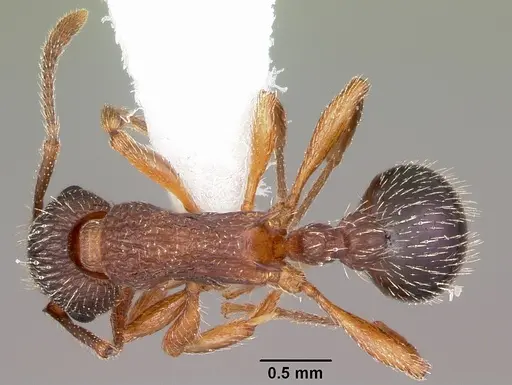 Myrmica nearctica specimen