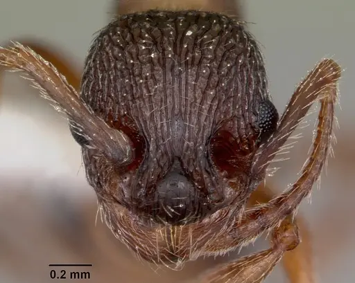 Myrmica nearctica specimen