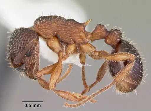 Myrmica nearctica specimen