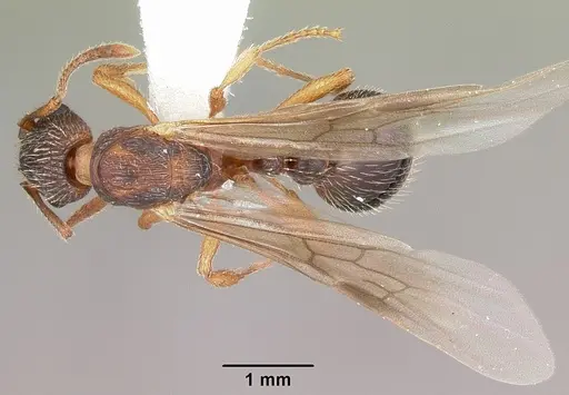 Myrmica nearctica - CASENT0104836