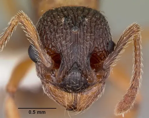 Myrmica nearctica - CASENT0104836
