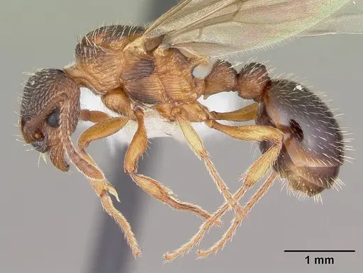 Myrmica nearctica - CASENT0104836