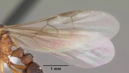 Myrmica nearctica - CASENT0104836