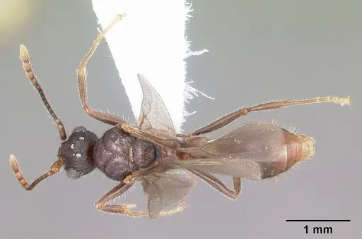 Myrmica nearctica - CASENT0104837