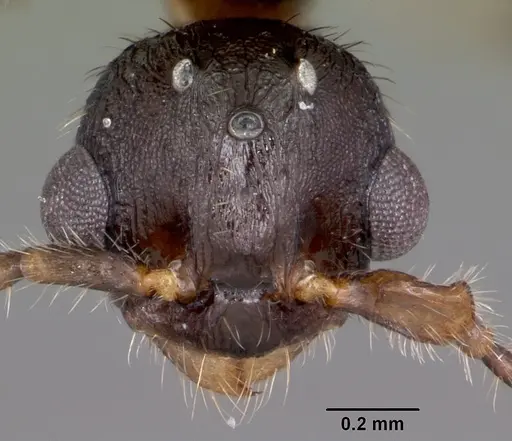 Myrmica nearctica - CASENT0104837