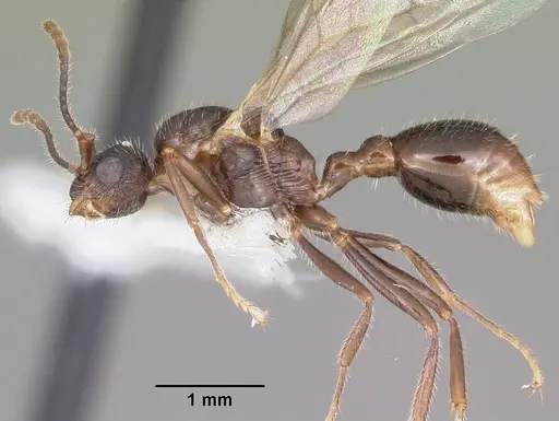 Myrmica nearctica - CASENT0104837