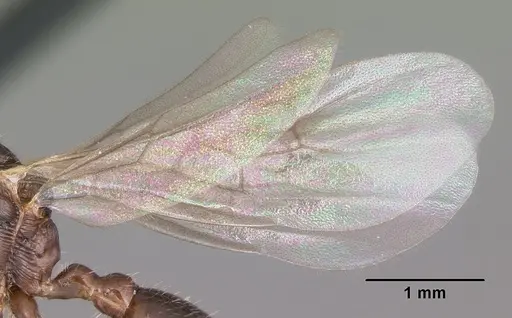 Myrmica nearctica - CASENT0104837