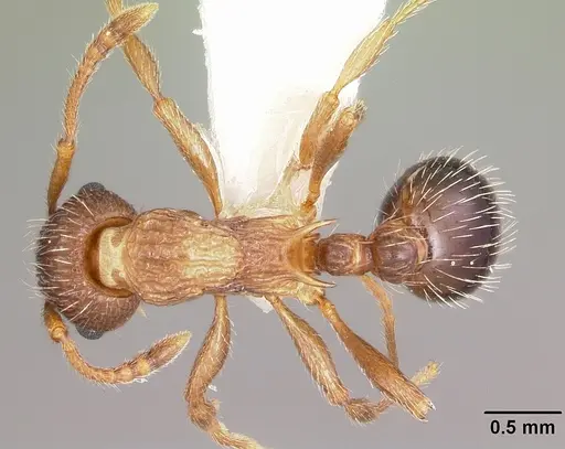 Myrmica nearctica - CASENT0104839