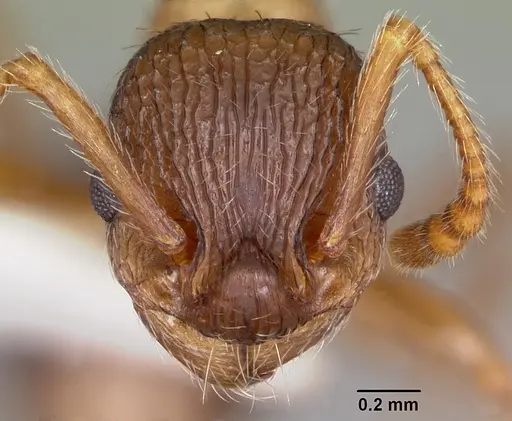 Myrmica nearctica - CASENT0104839