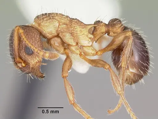 Myrmica nearctica - CASENT0104839