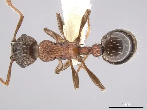 Myrmica nearctica - CASENT0634032