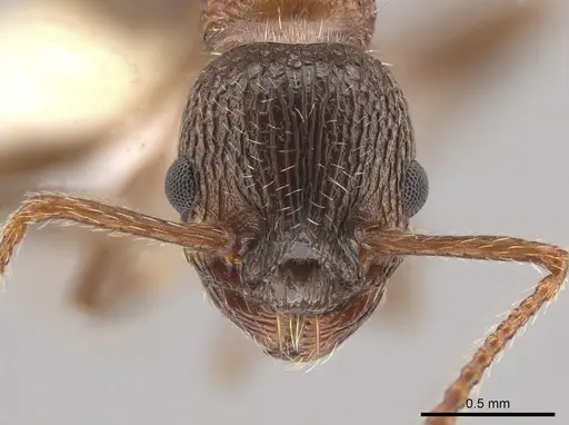 Myrmica nearctica - CASENT0634032